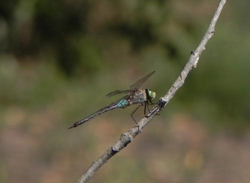 Anax parthenope